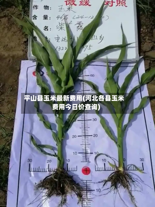 平山县玉米最新费用(河北各县玉米费用今日价查询)-第3张图片