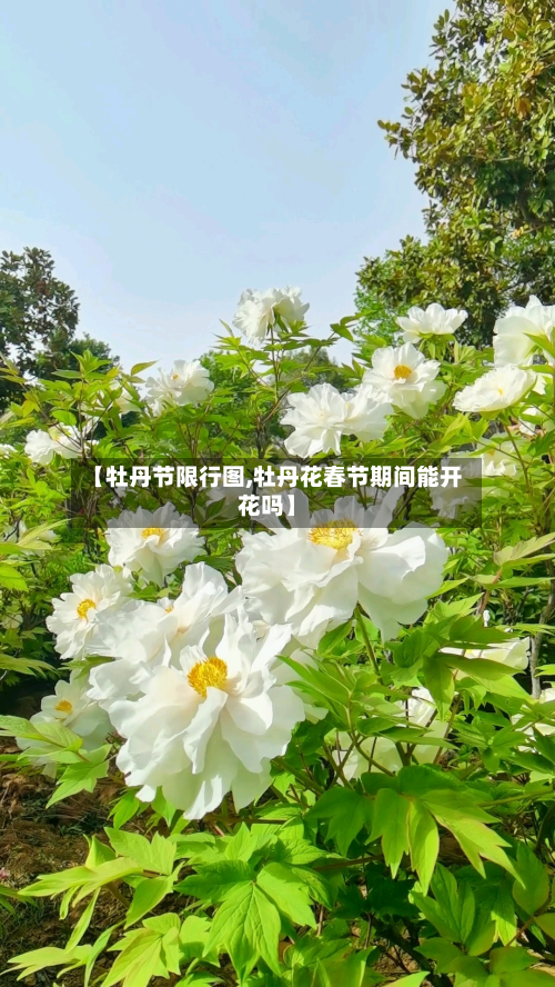 【牡丹节限行图,牡丹花春节期间能开花吗】-第1张图片