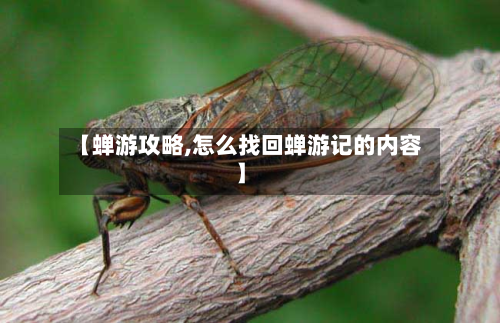 【蝉游攻略,怎么找回蝉游记的内容】