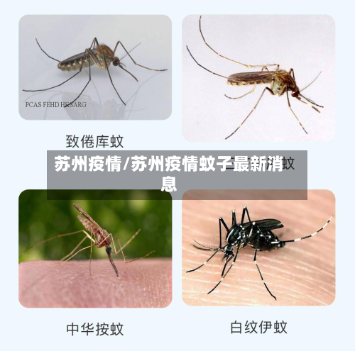 苏州疫情/苏州疫情蚊子最新消息-第3张图片